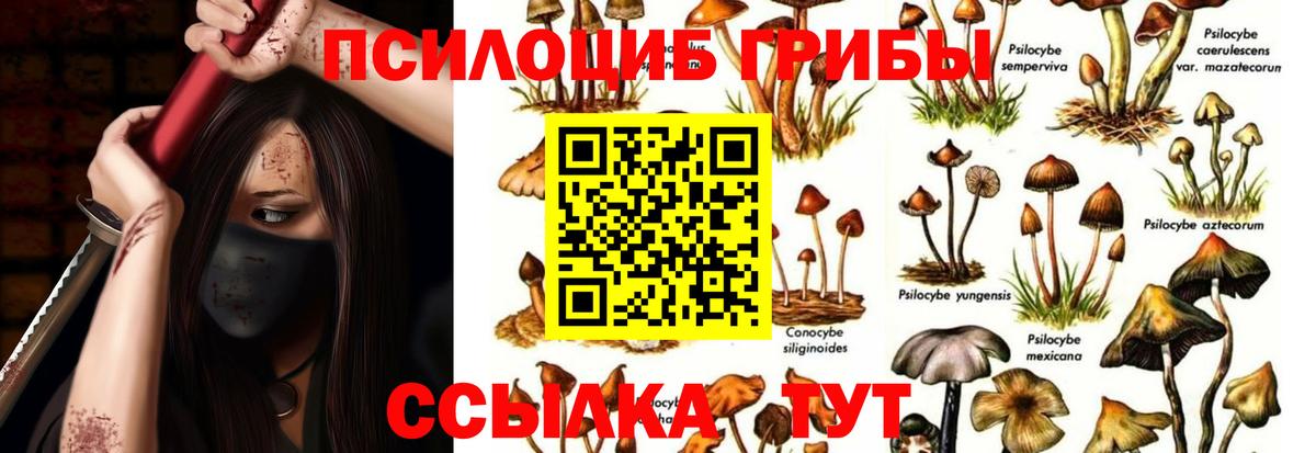 Анжеро-Судженск  Псилоцибиновые грибы Psilocybine cubensis  Вход с VPN 